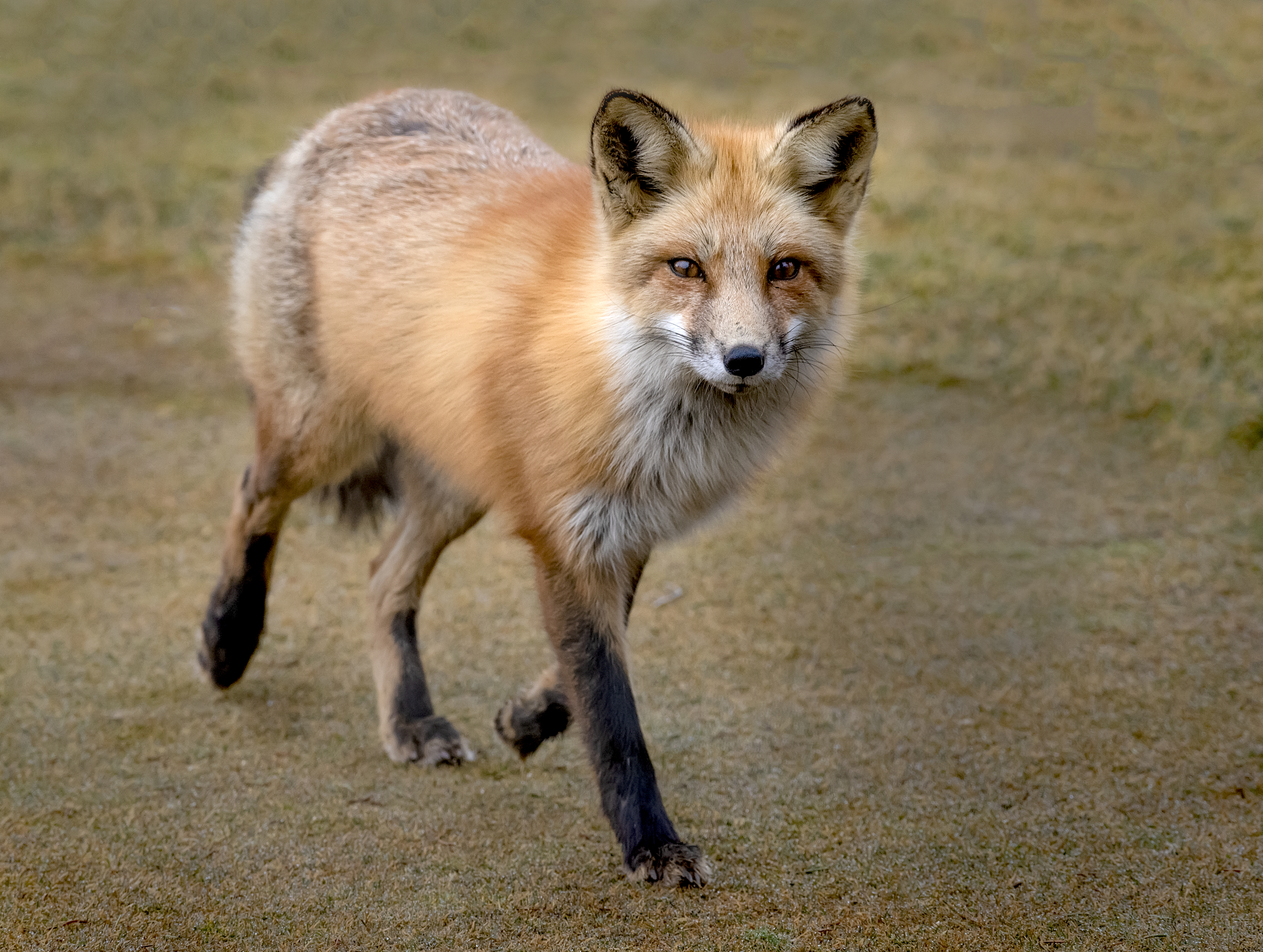 Female-Fox-Walking_8505912