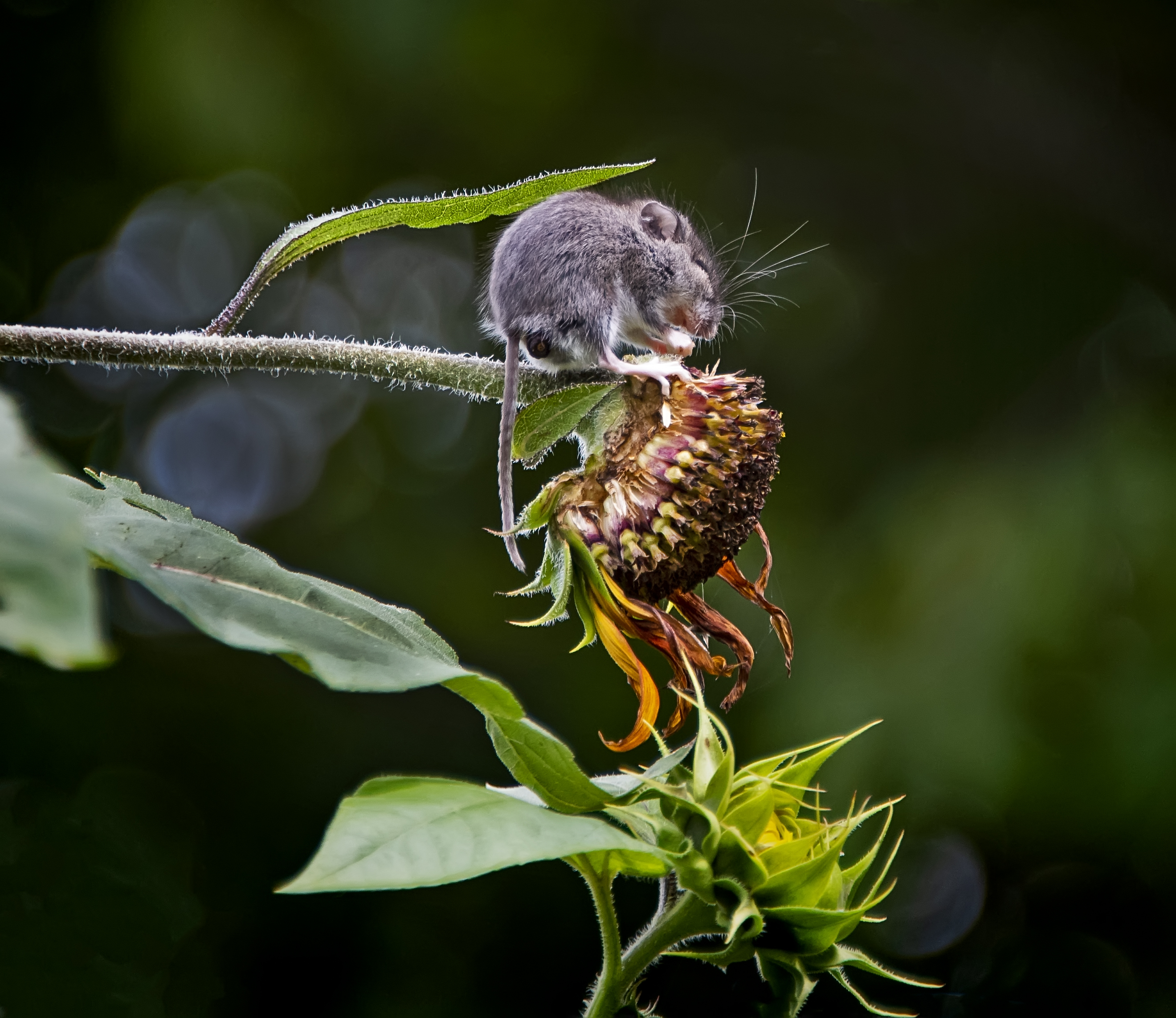 Field Mouse on Sunflower