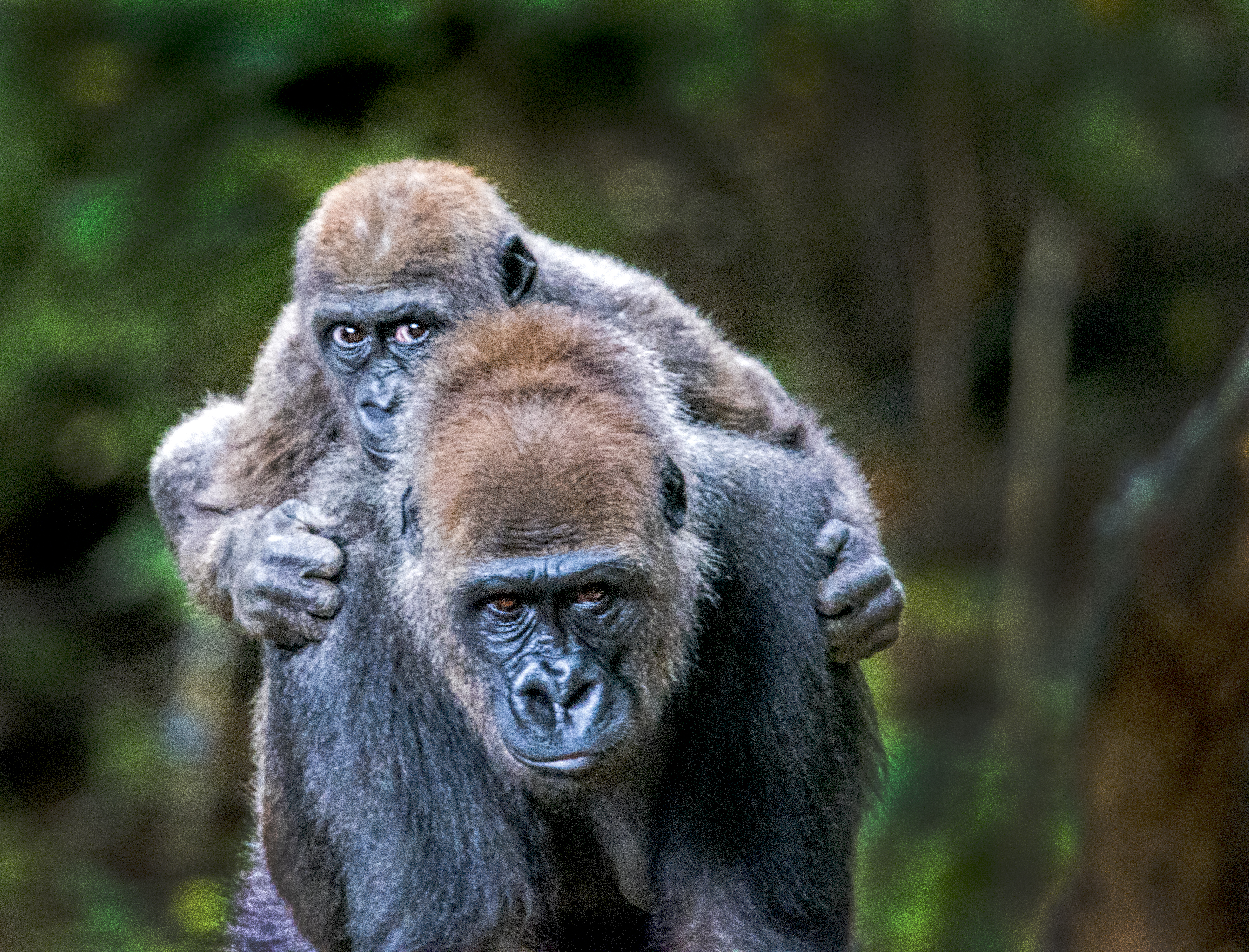 Gorilla baby on Mothers back