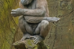 Baby Gorilla on pedistal