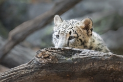 Baby white Lepard looking over log