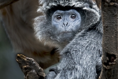 Ebony Langur up close