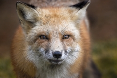 Female-Fox-Stare_8505946