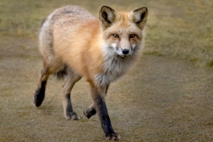 Female-Fox-Walking_8505912