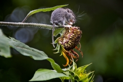 Field Mouse on Sunflower