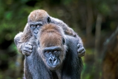 Gorilla baby on Mothers back