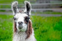 Lama