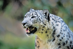 White Leopard Teeth