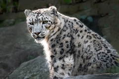 White lepard