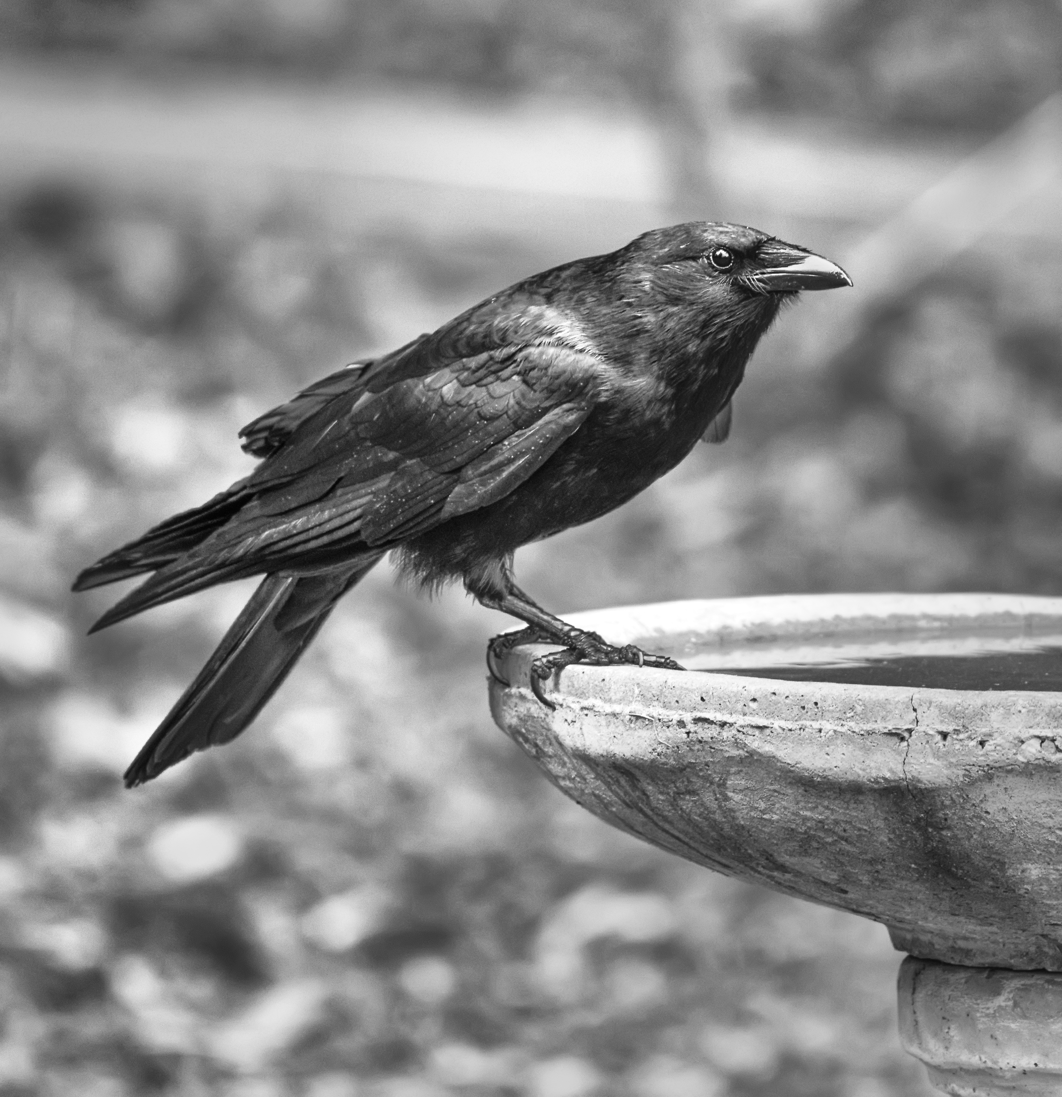 1_Crow-at-Bird-Bath
