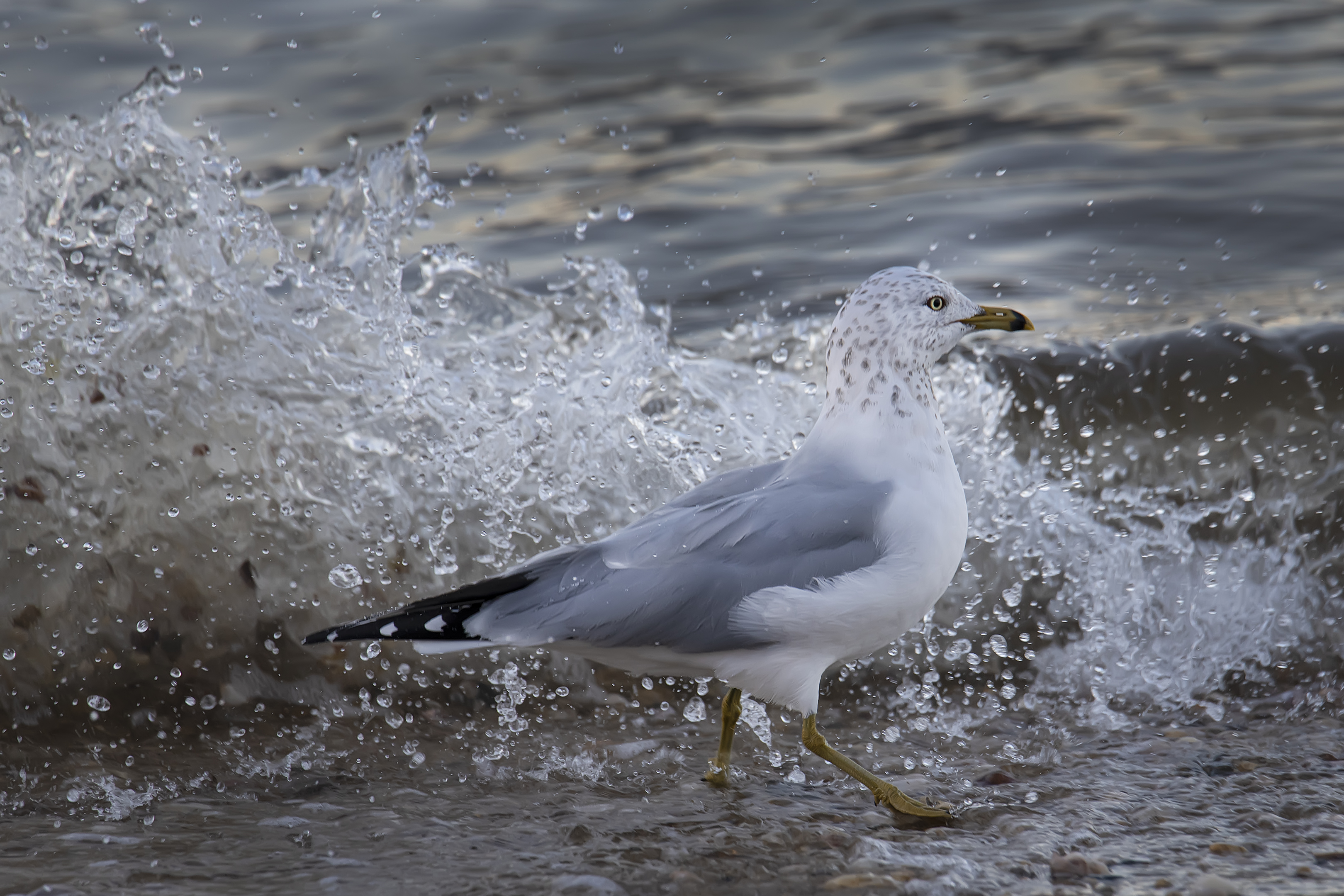 1_Seagull-and-Splash