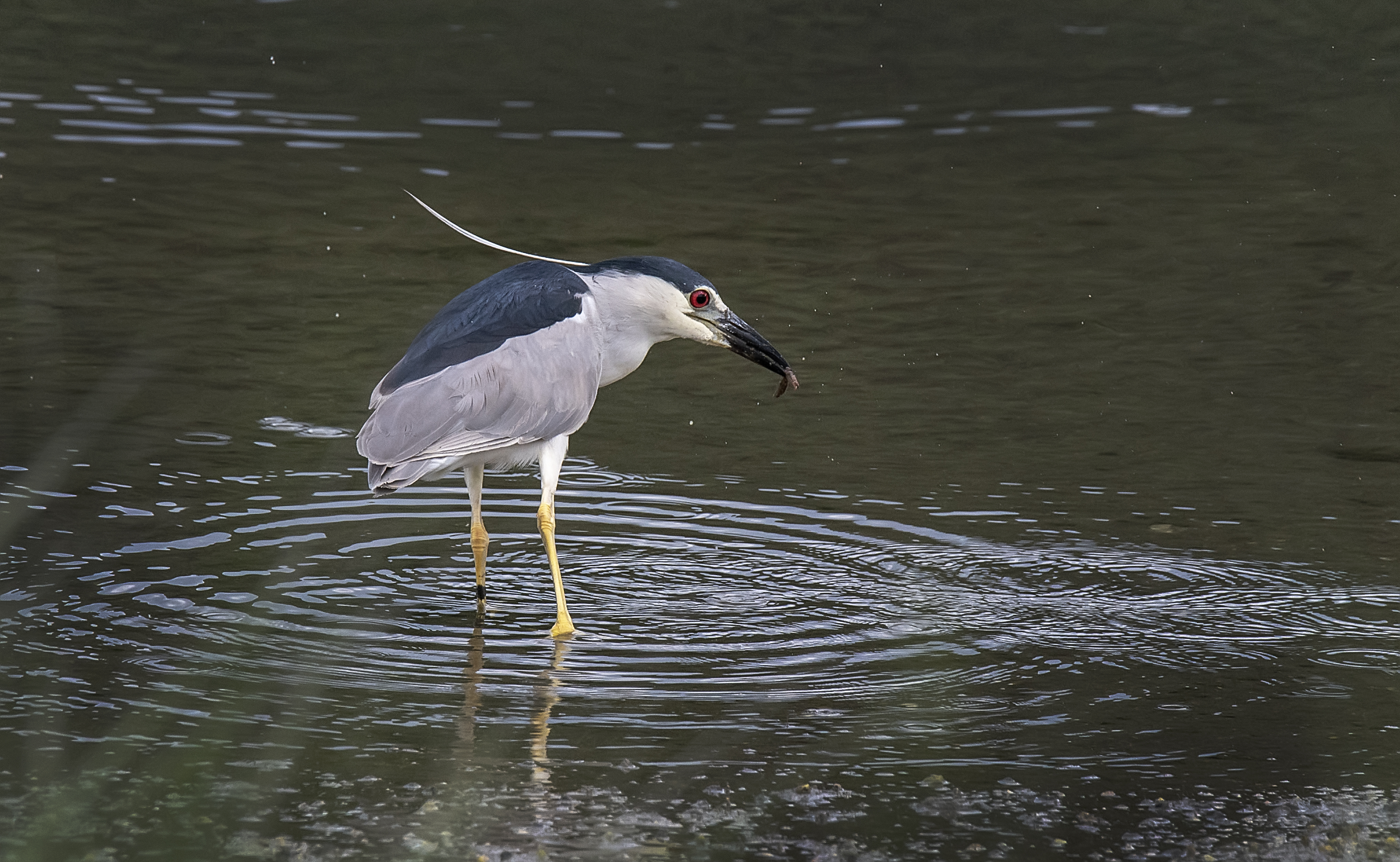 Black-Crowned-Night-Heron-feather-up