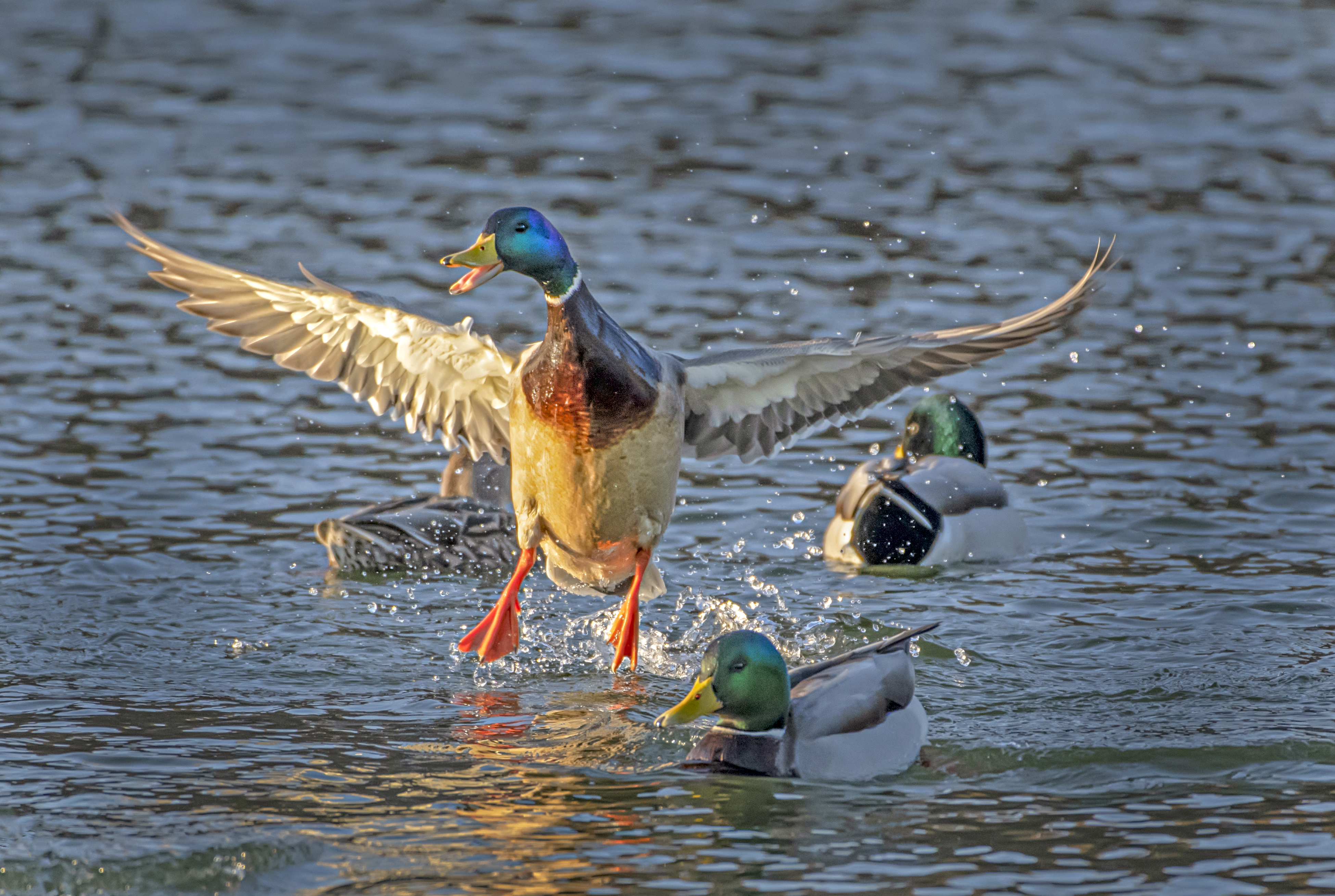 Duck-flight-Jump