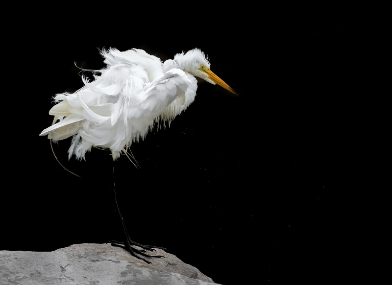 Egret-feather-shake