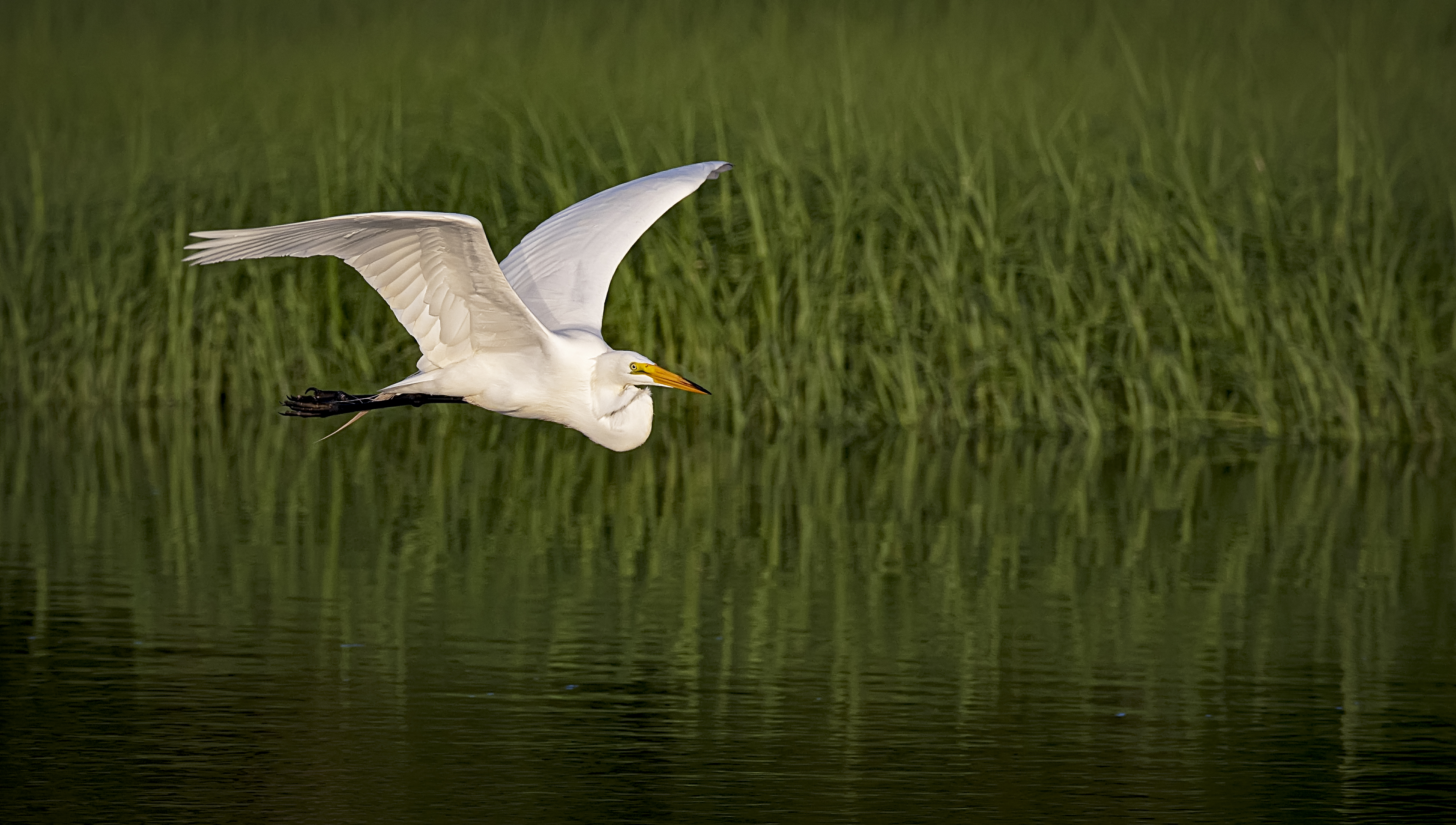 Egret-in-flight-golden-hour
