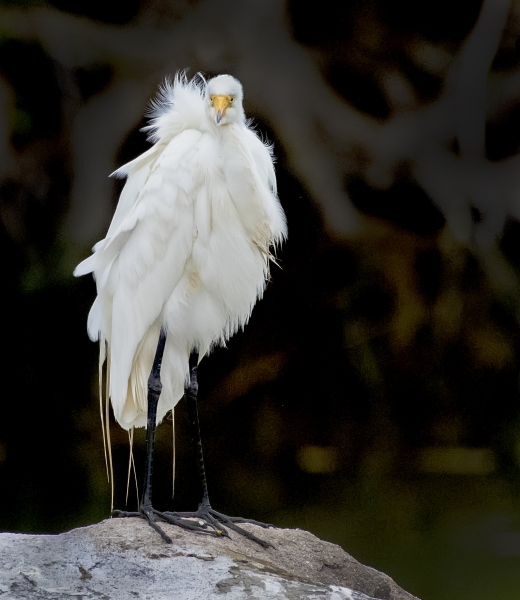 Egret-no-neck