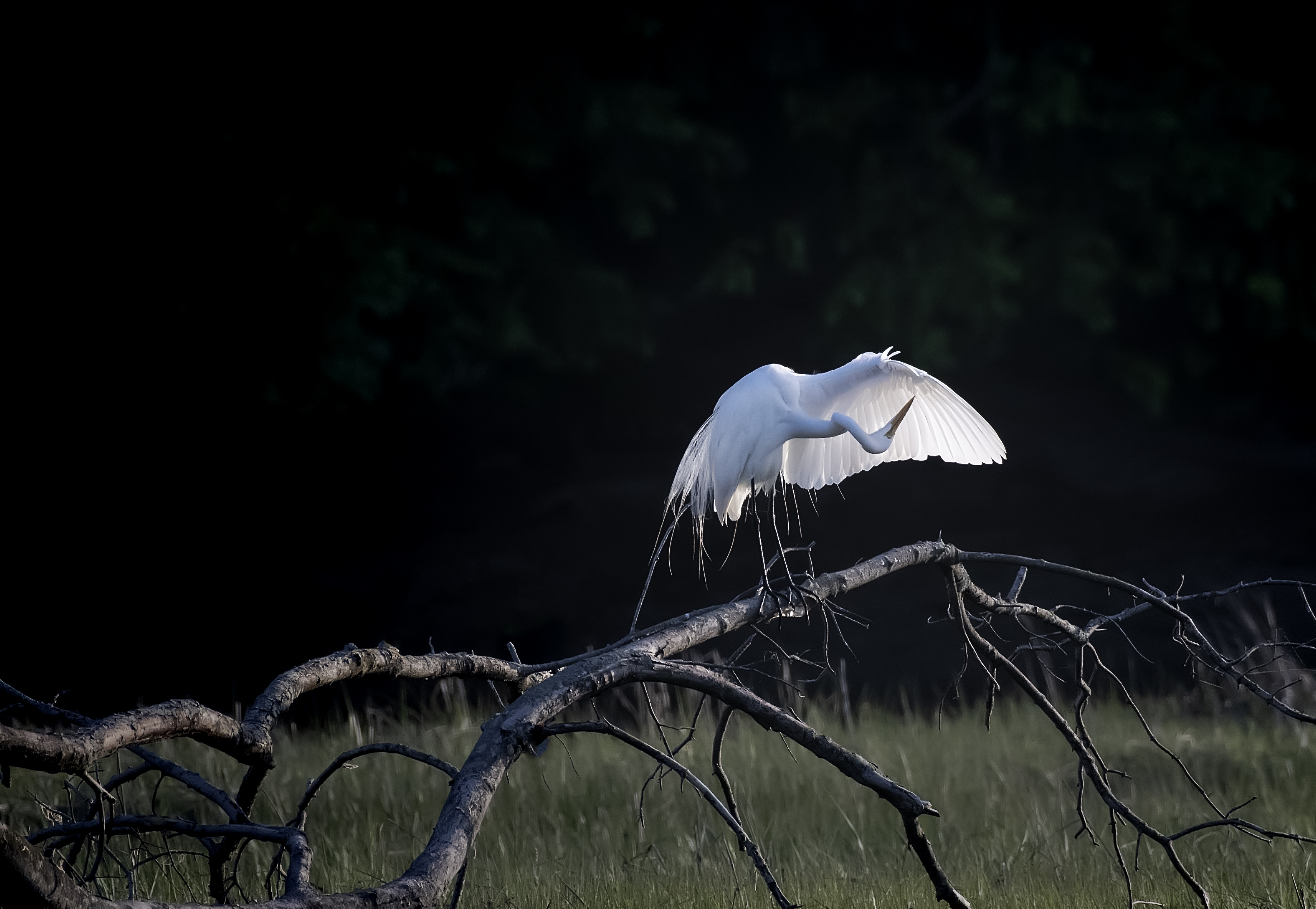 Egret-on-Branch-in-sun