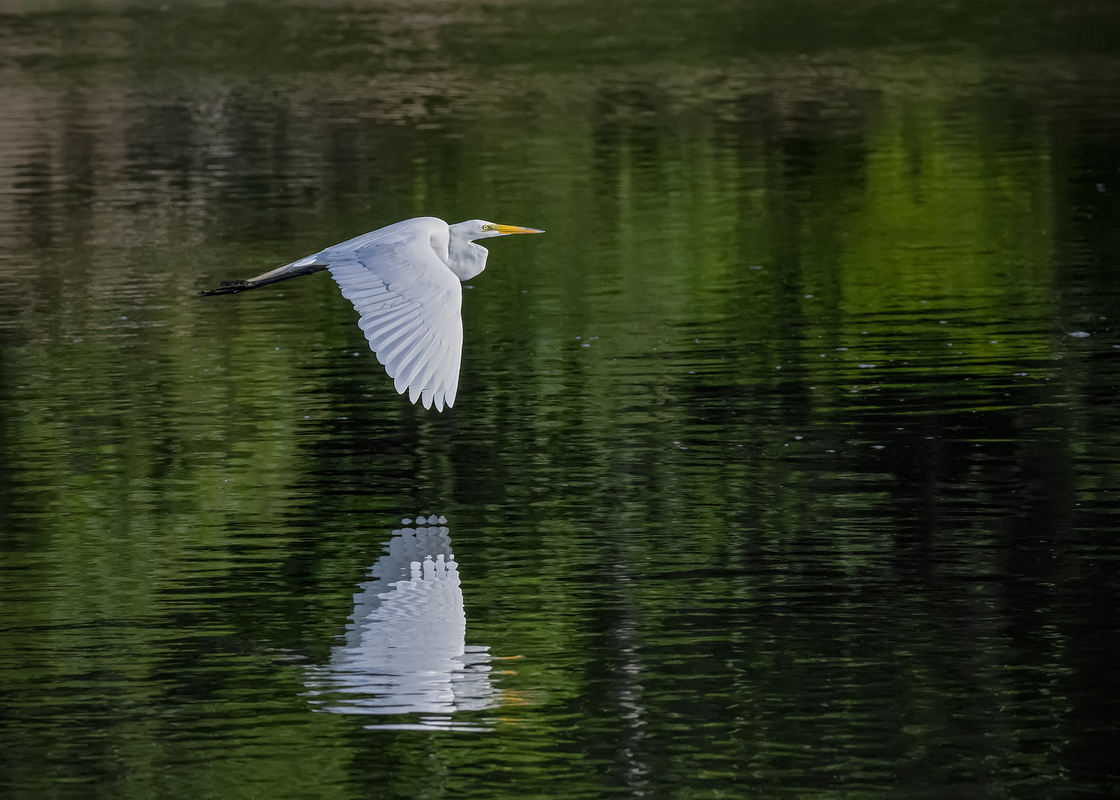 Egret-on-the-wing