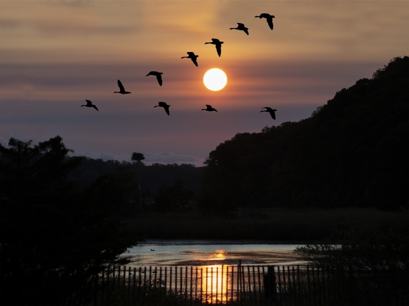 Geese-and-Sunrise