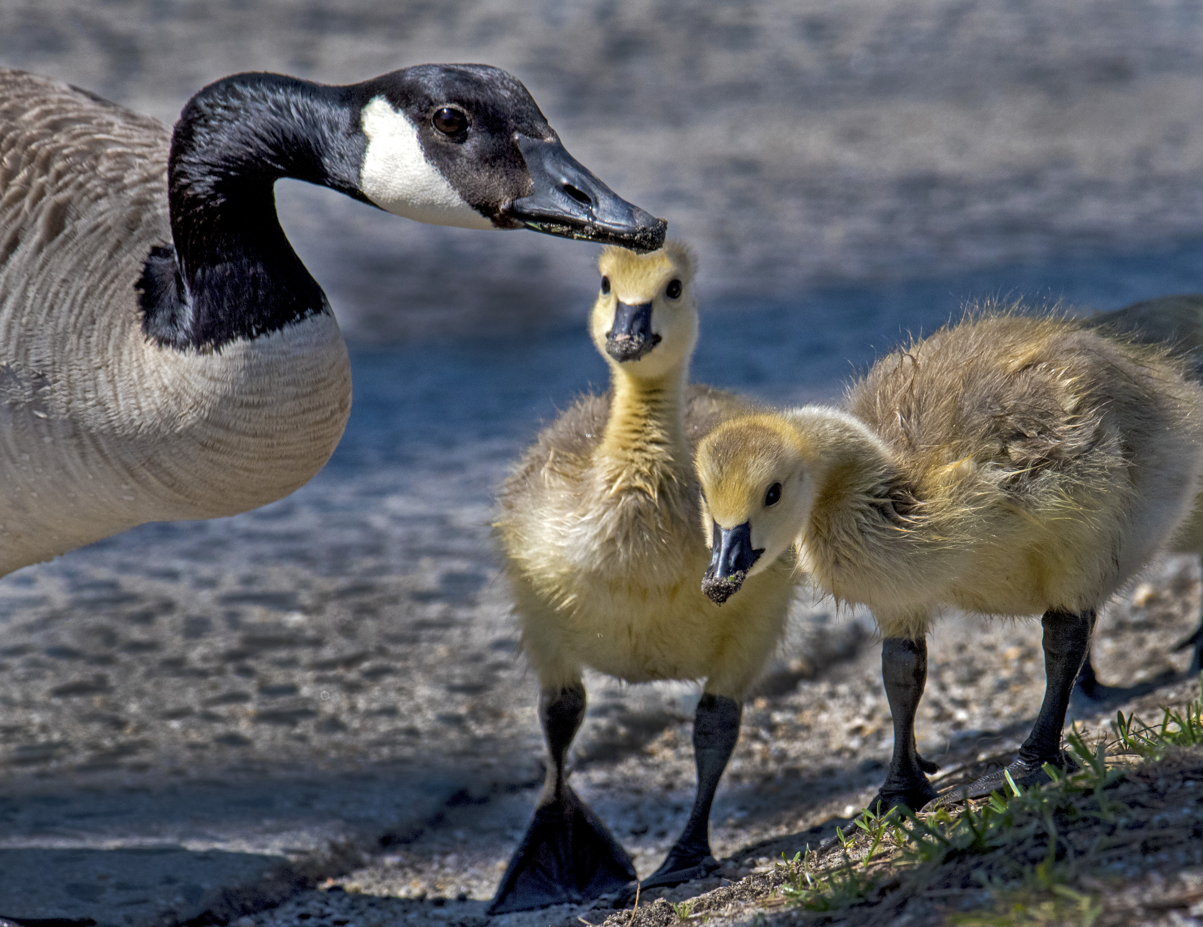 Goose-and-Goslings
