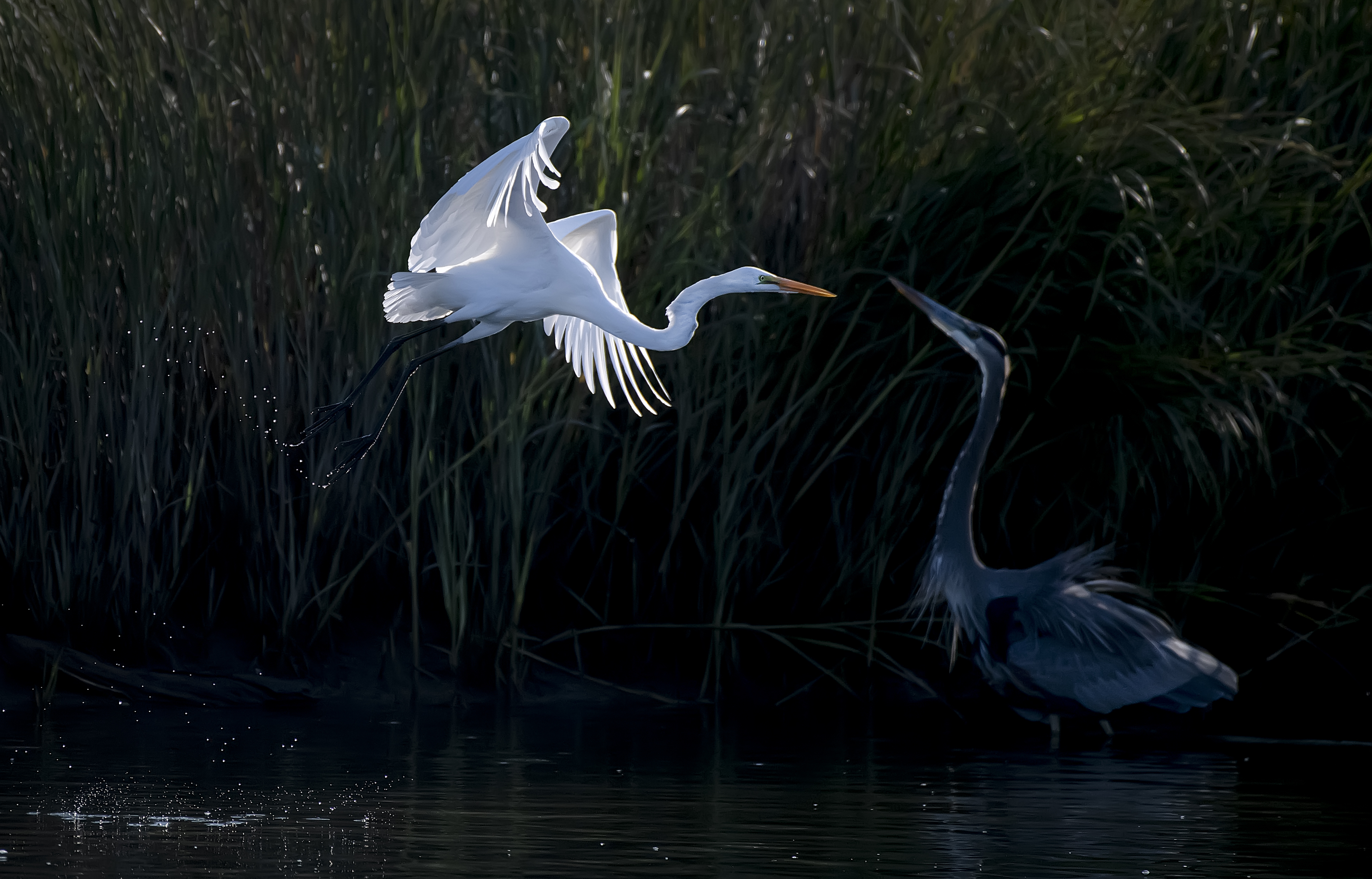 Great-Egret-and-Blue-Heron