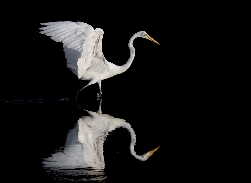 Great-White-Egret-Mirrored
