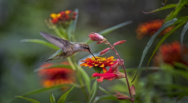 Humming Bird on flower