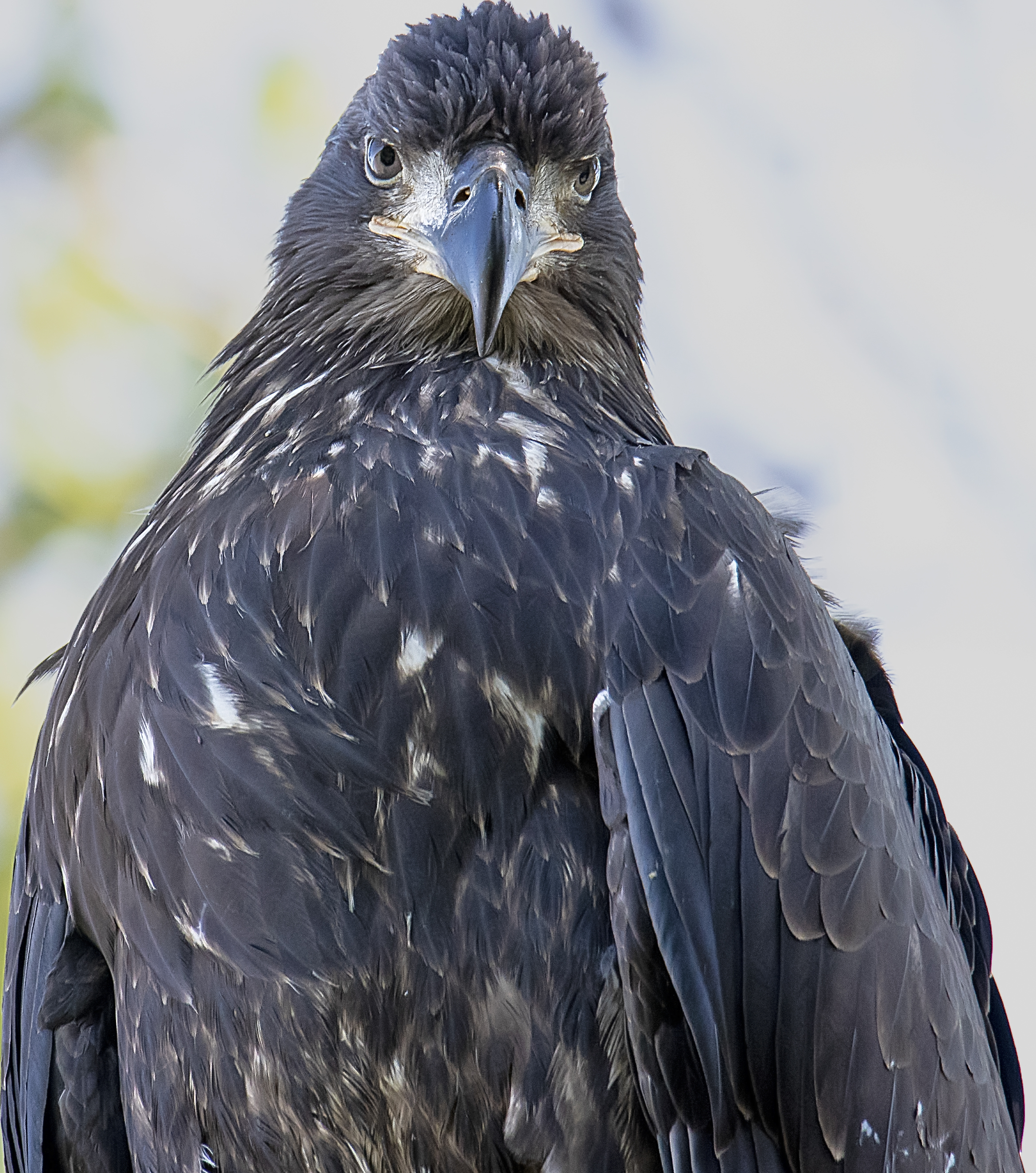 Juvenile-Eagle-Close-up-2-Copy