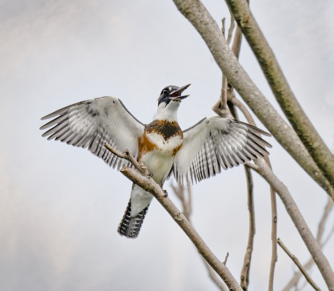 King-Fisher-wings-out-on-branch