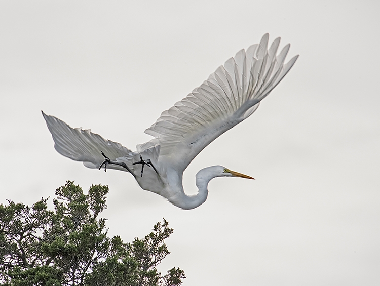 Egret-in-Flight-
