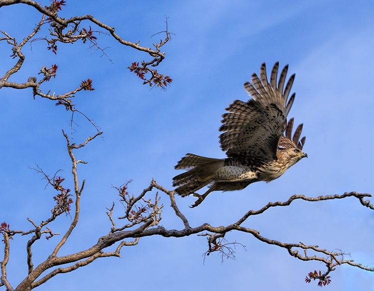 Red-Tailed-Hawk-on-the-move