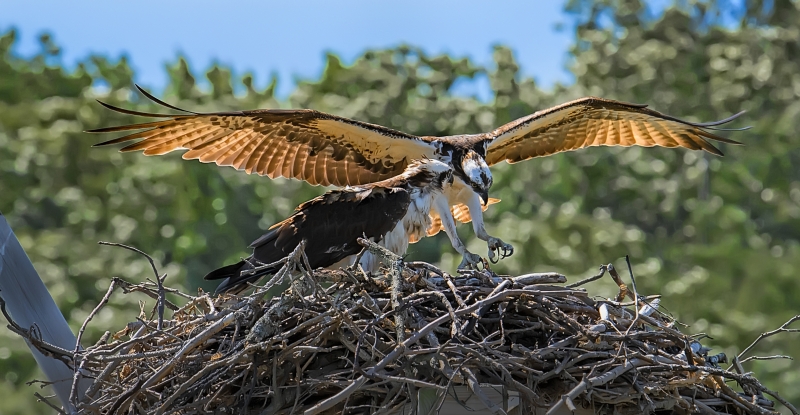 Male Osprey landing in nest