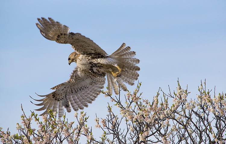 Leaping-into-Action-Red-Tailed-Hawk-
