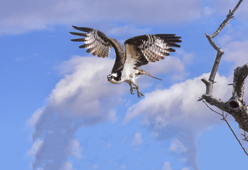 Osprey in flight Large