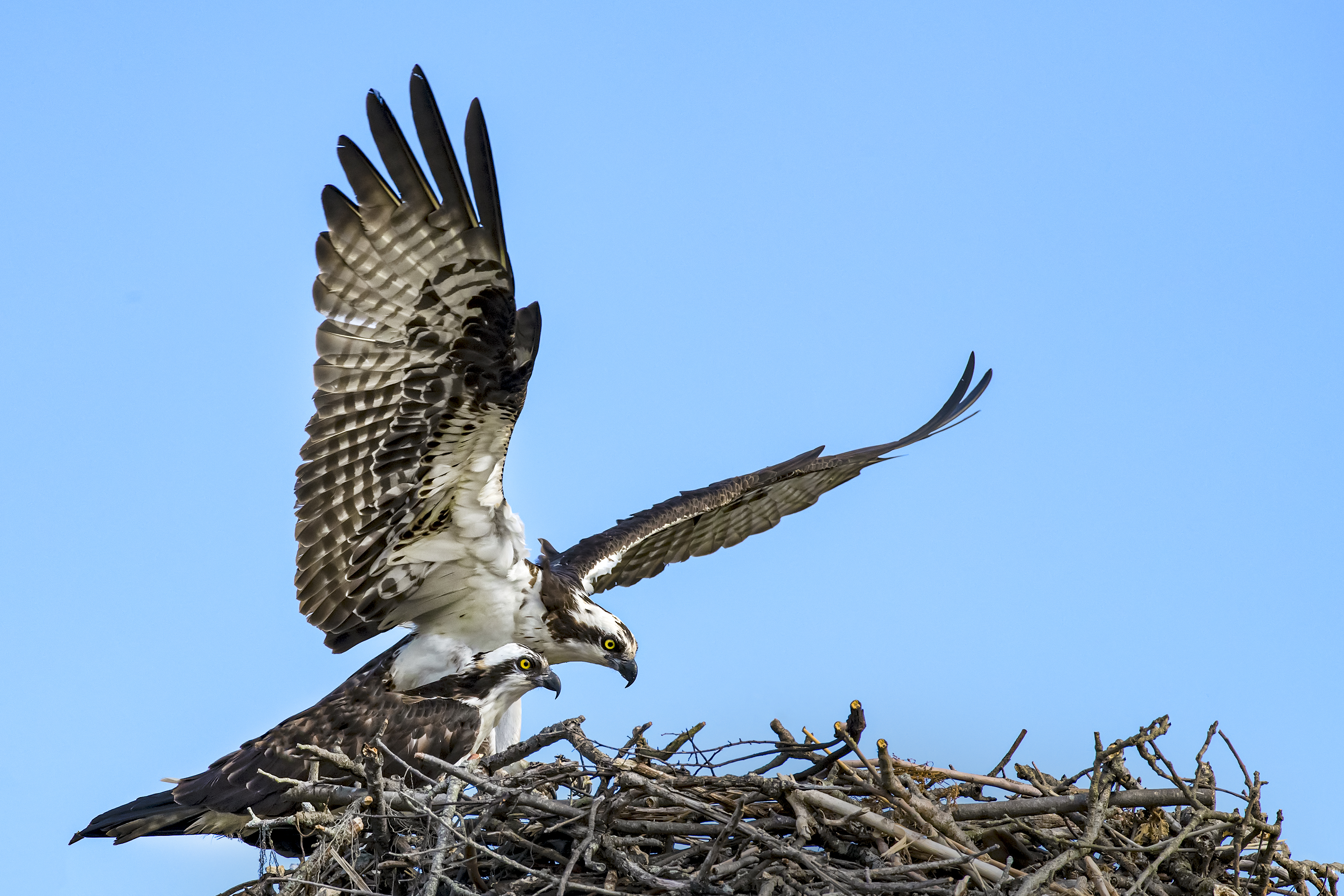 Osprey-landing-in-nest-Cosy