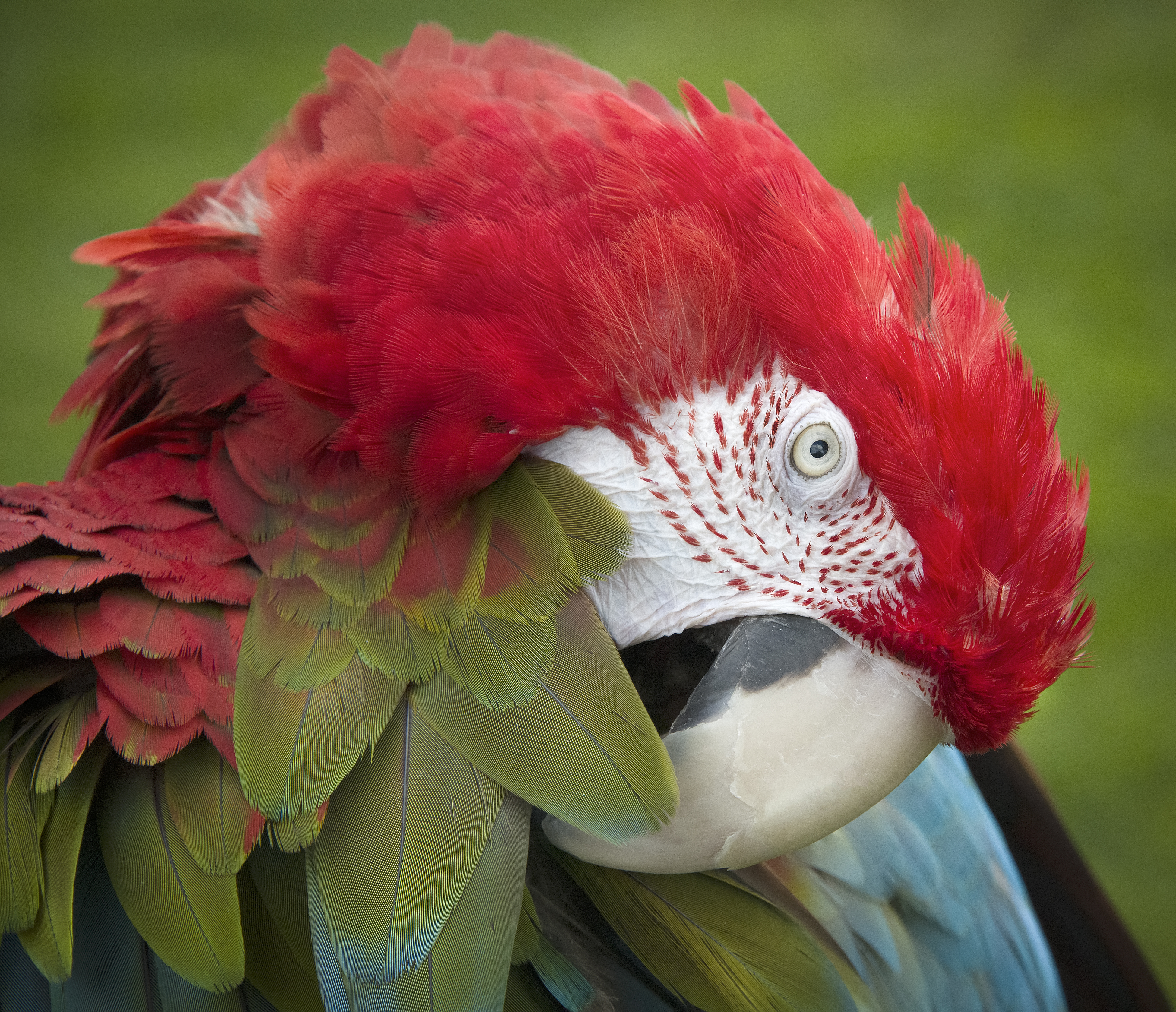 Parrot-Close-up