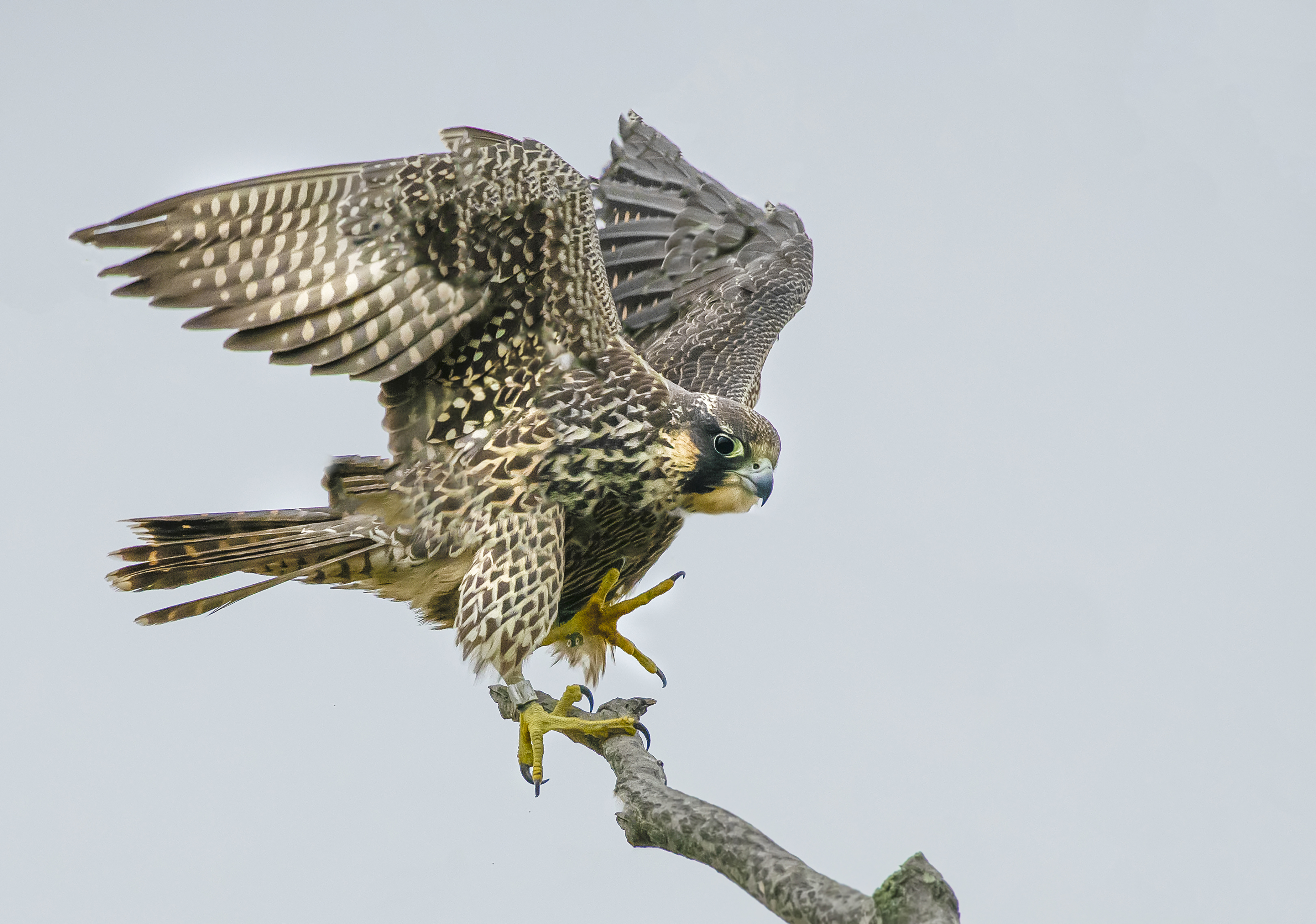 Peregrine-Falcon-Juvenile-Sunken-Meadow