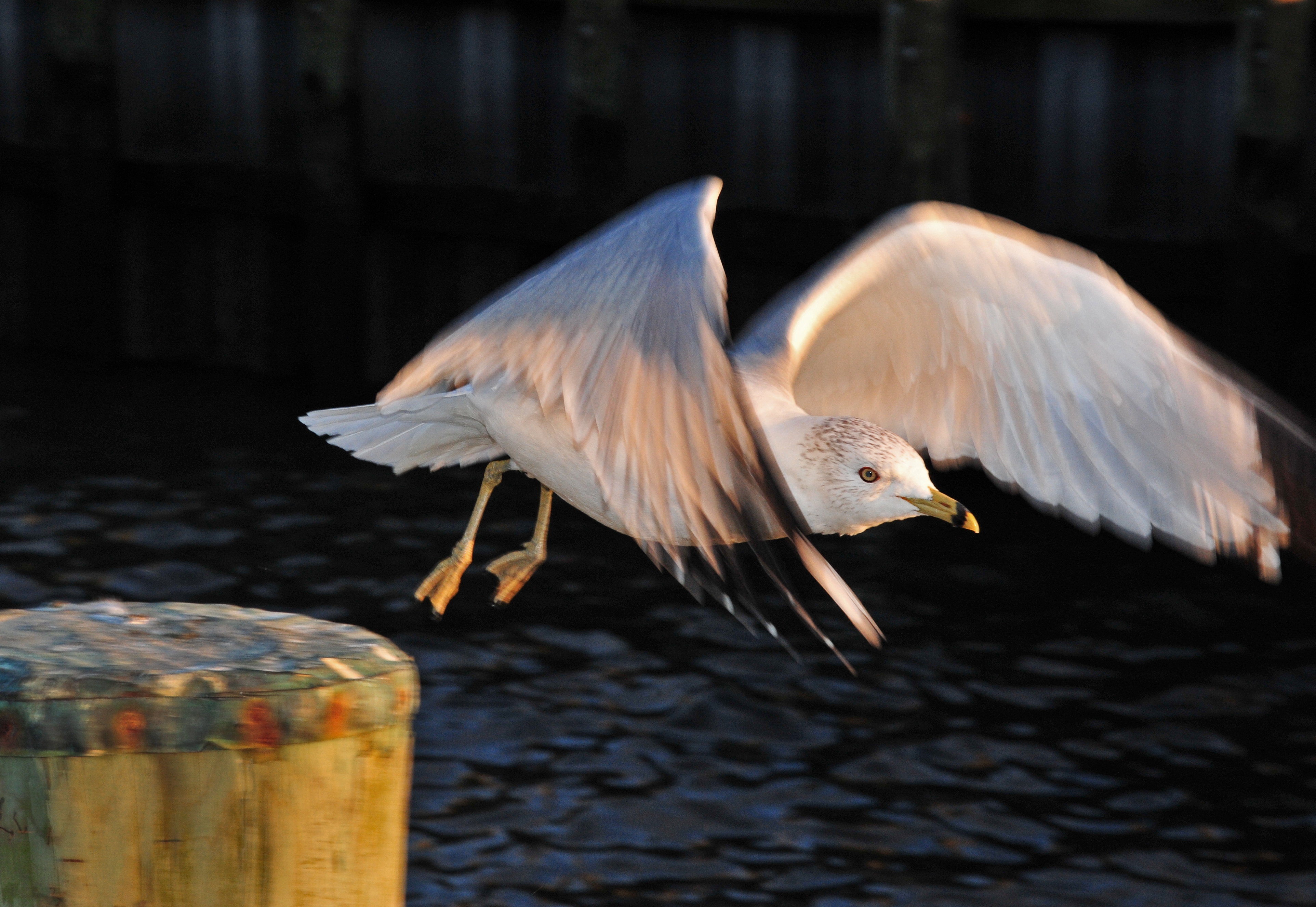 Seagull-in-Flight-Sun-Set