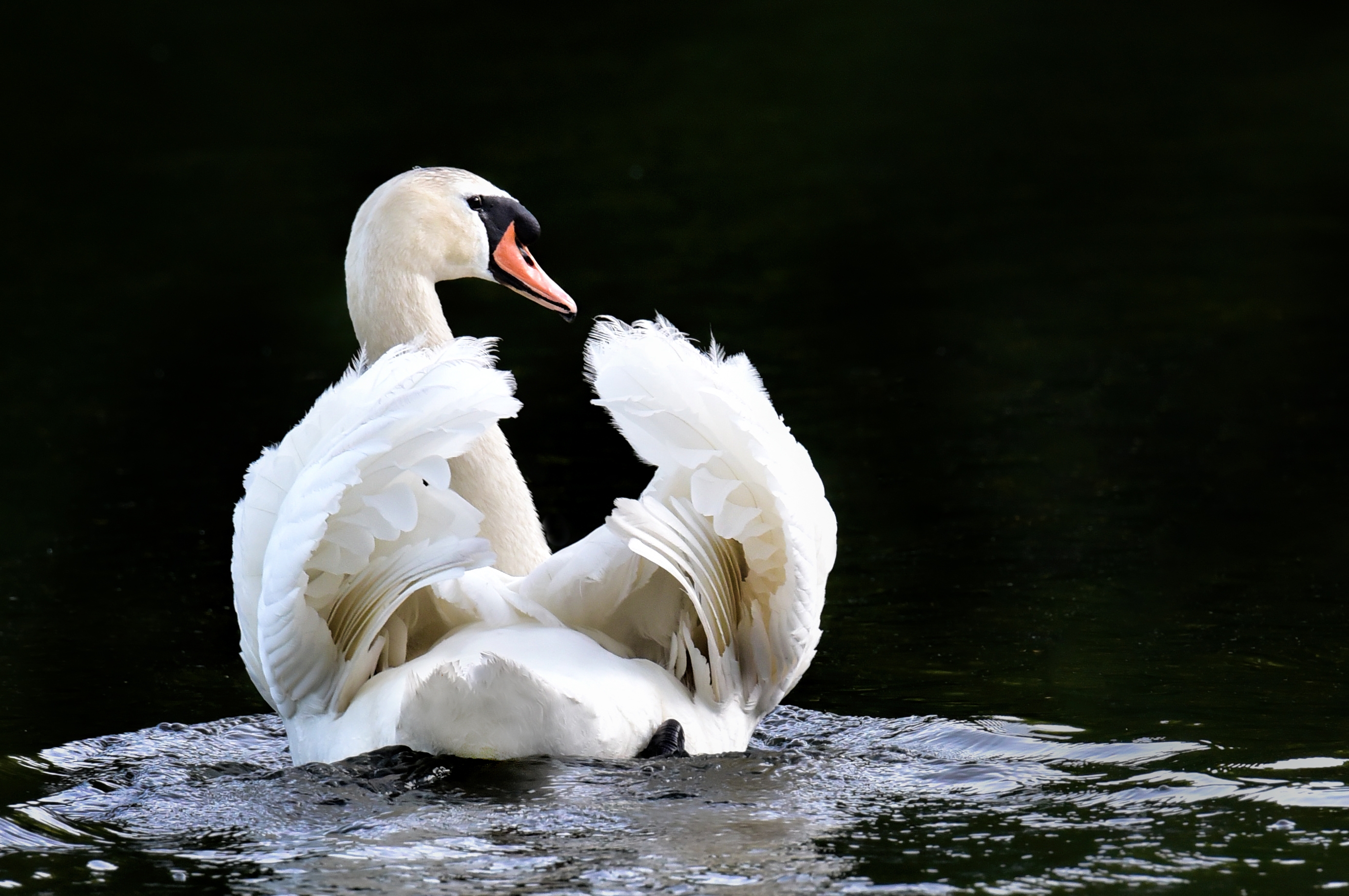 Swan-looking-back-2