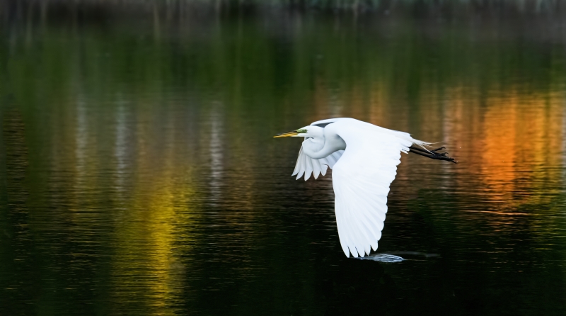 White Egret Skimming water