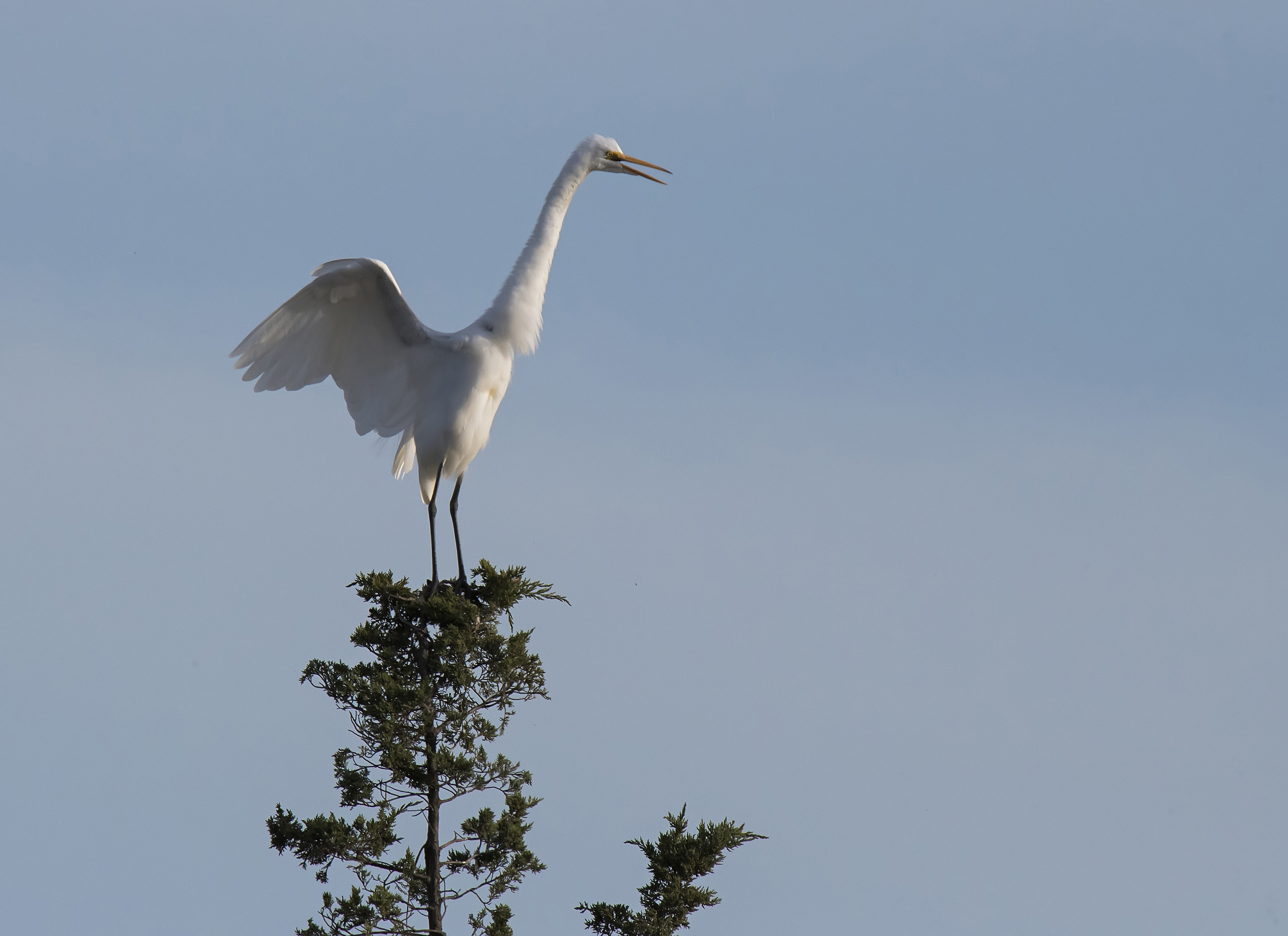White Egret stretching on top of tree S
