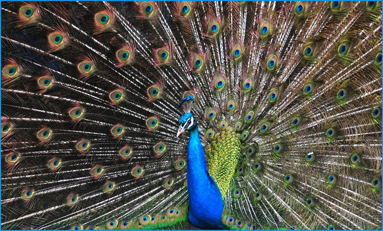 Peacock-showing-off