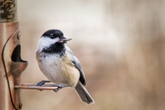 Black Caped Chickadee