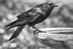 1_Crow-at-Bird-Bath