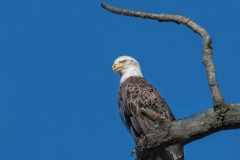 Eagle with Branch S