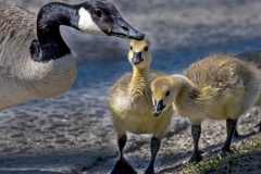 Goose and Goslings