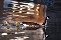 Goose with two Goslings