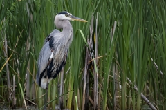 1_Great-Blue-Heron-in-Reeds