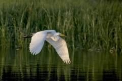 1_Great-Egret-Sunset-flight