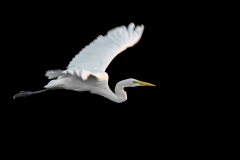 1_Great-White-Egret-Blurred-wings